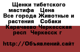 Щенки тибетского мастифа › Цена ­ 80 - Все города Животные и растения » Собаки   . Карачаево-Черкесская респ.,Черкесск г.